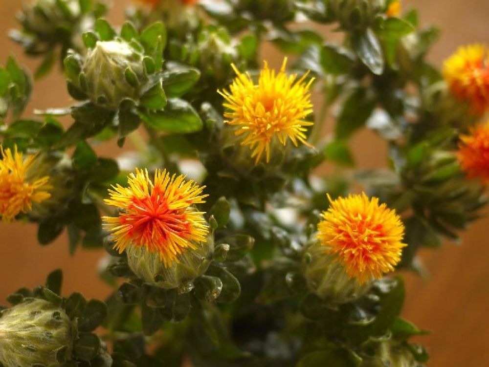 ベニバナ(紅花)　オレンジ色の花
