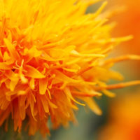 ベニバナ(紅花)の育て方｜種まき時期や植え付け方法は？の画像