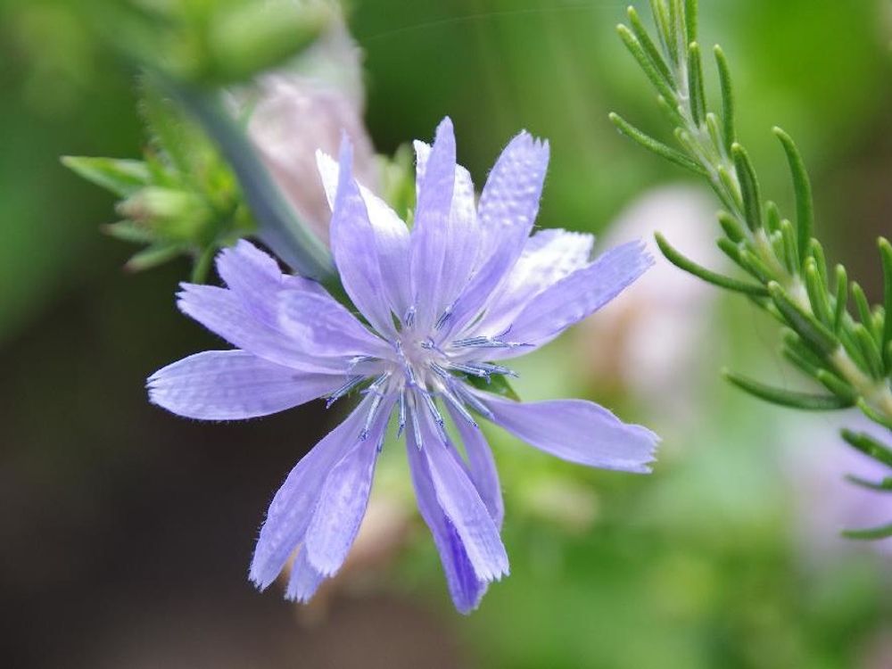 チコリ　紫色の花