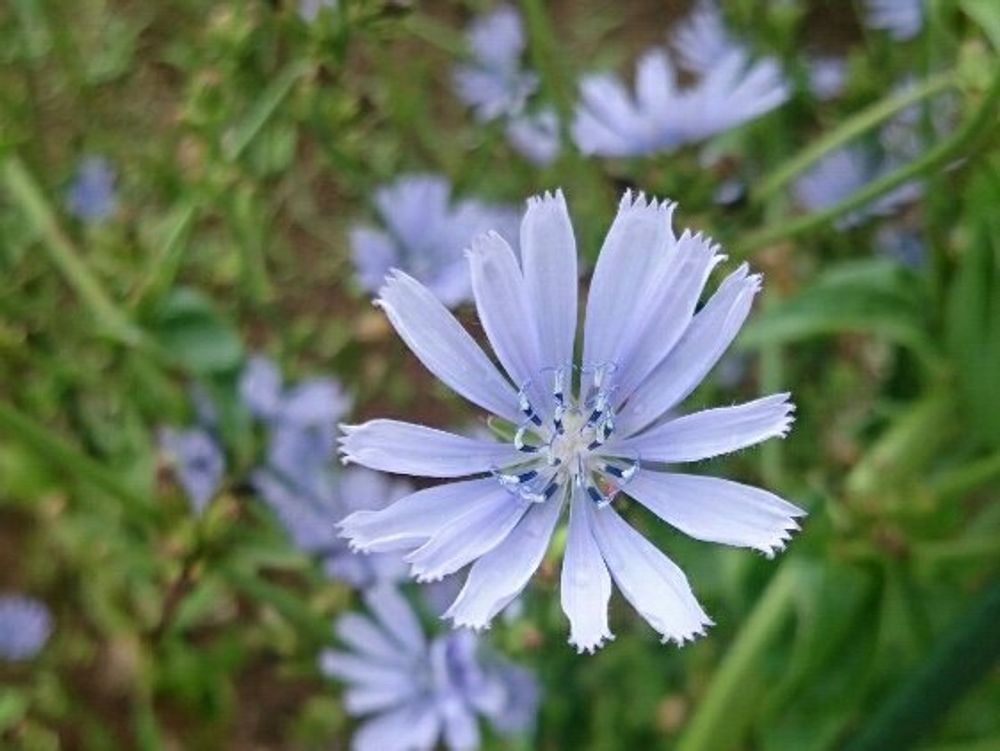チコリ　紫色の花