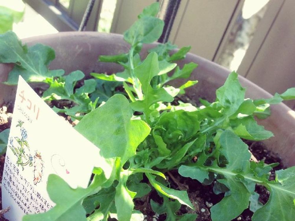 チコリ　鉢植え　日差し