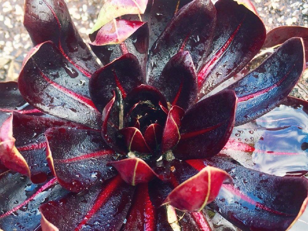 チコリ　花　ワインレッド