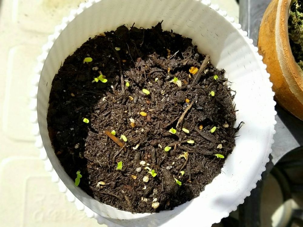 チコリ　鉢植え　発芽