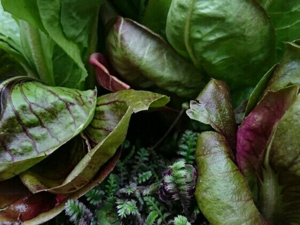 チコリ　地植え　