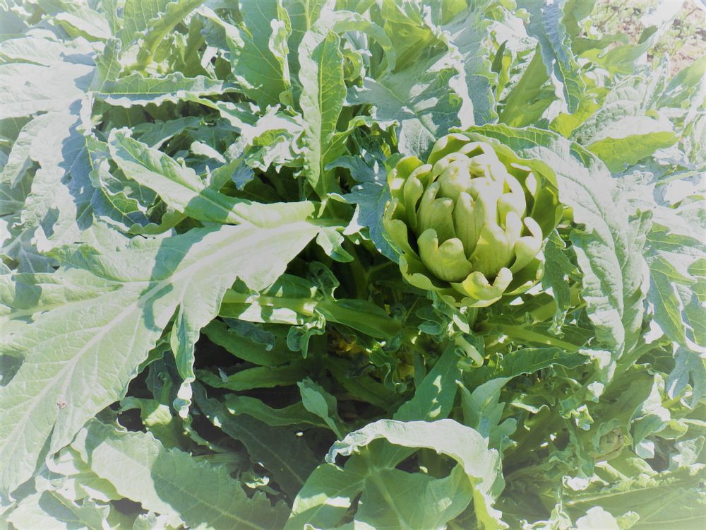 アーティチョーク(朝鮮薊)　日差し