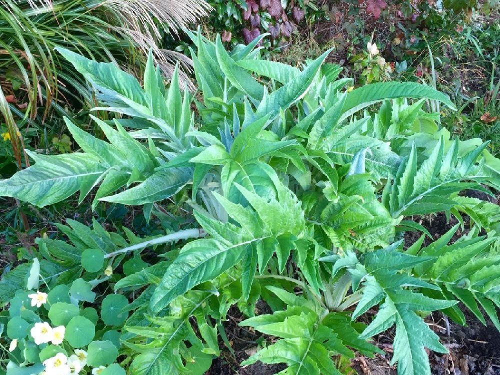 アーティチョーク(朝鮮薊)　野生　葉