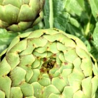 アーティチョーク(朝鮮薊)の育て方｜種まきや収穫の時期とは？の画像