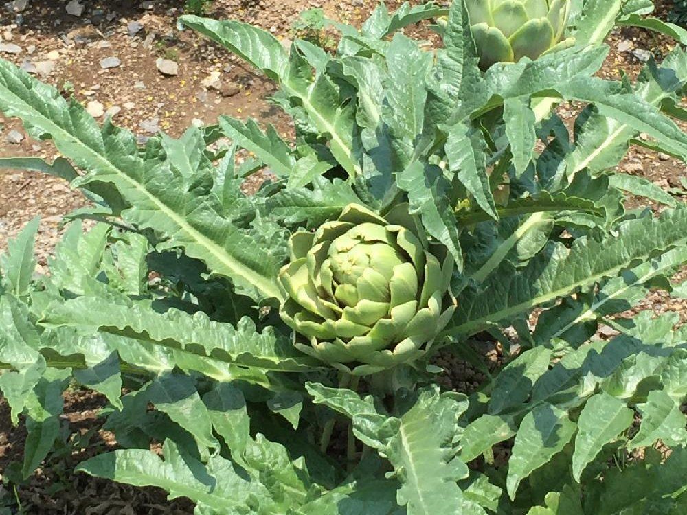 アーティチョーク