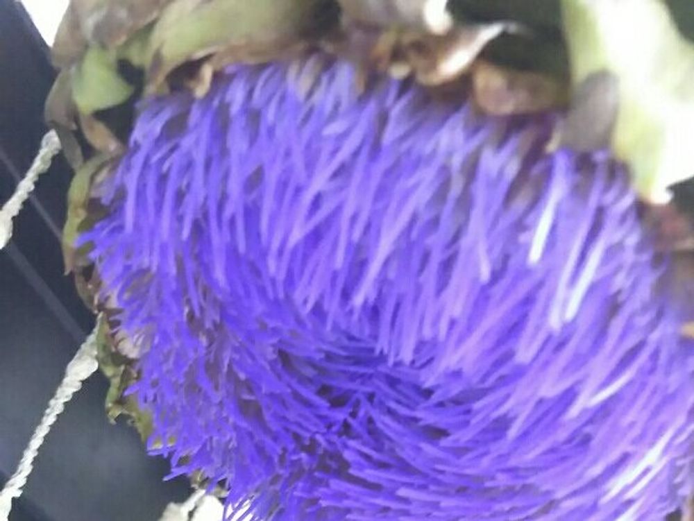 アーティチョーク(朝鮮薊)　