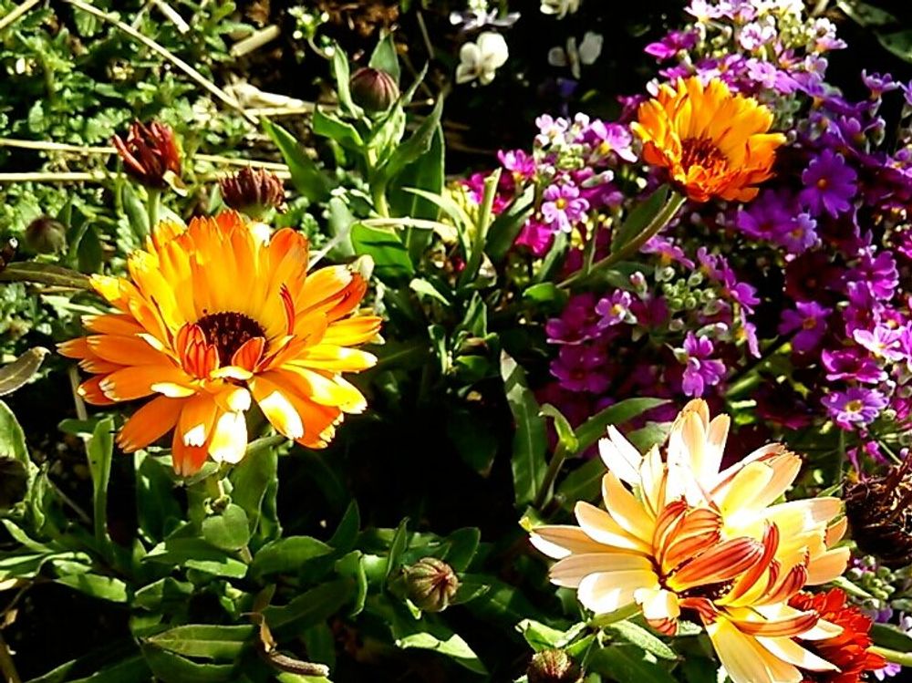 キンセンカ(カレンデュラ)　花