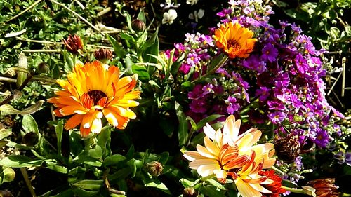 キンセンカ カレンデュラ の育て方 種まきの時期や種取りの方法は Greensnap グリーンスナップ