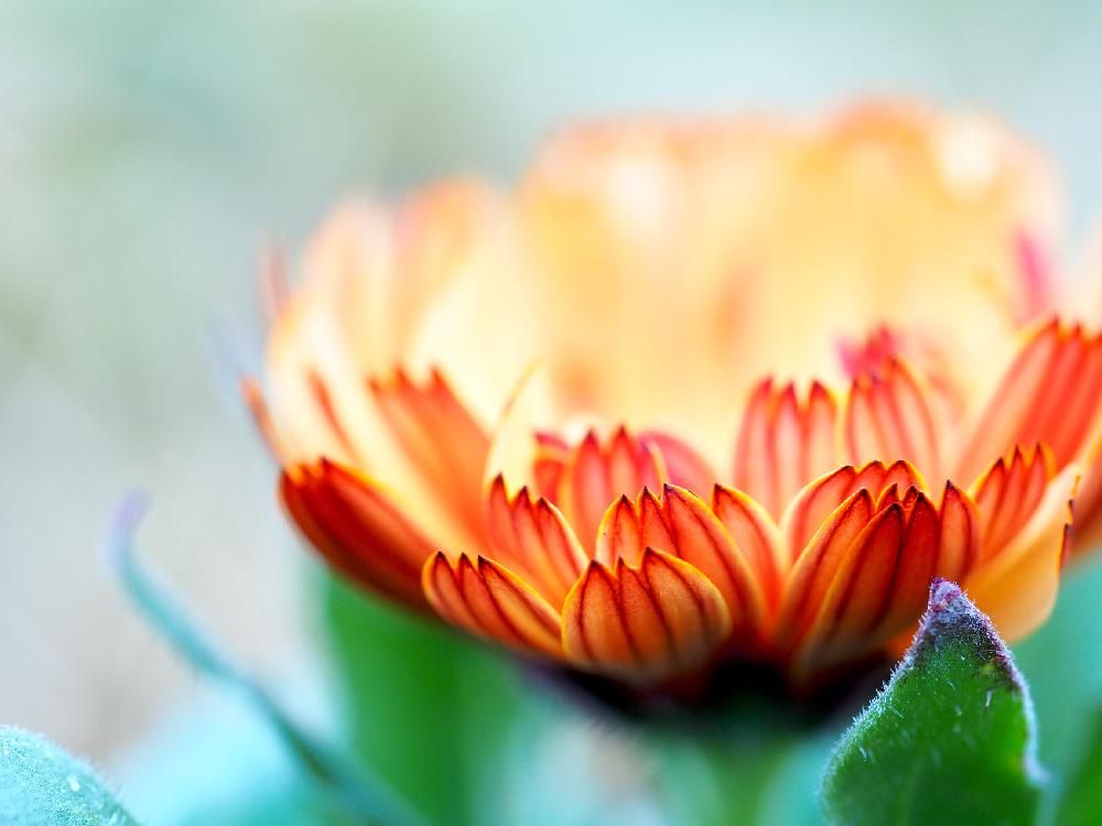 キンセンカ(カレンデュラ)　オレンジ色の花