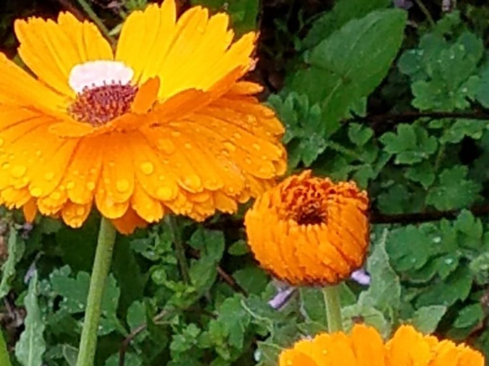 キンセンカ(カレンデュラ)　オレンジ色の花