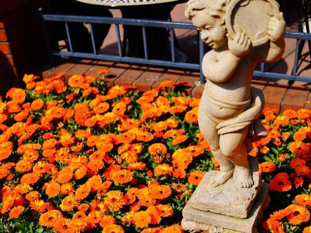 キンセンカ(カレンデュラ)　オレンジ色の花