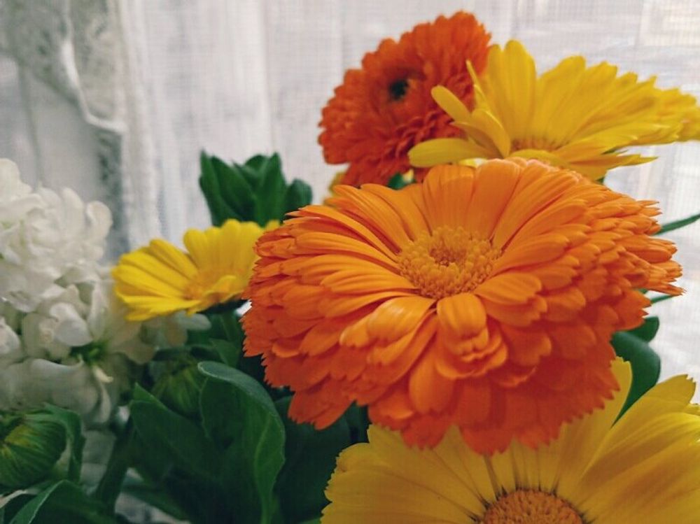 キンセンカ(カレンデュラ)　花　屋内