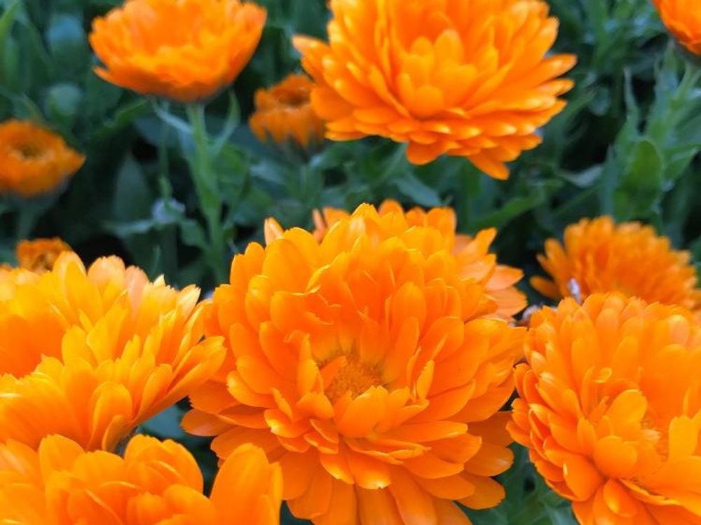 キンセンカ(カレンデュラ)　オレンジ色の花