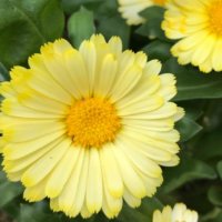 キンセンカ(カレンデュラ)の育て方｜種まきの時期や種取りの方法は？の画像