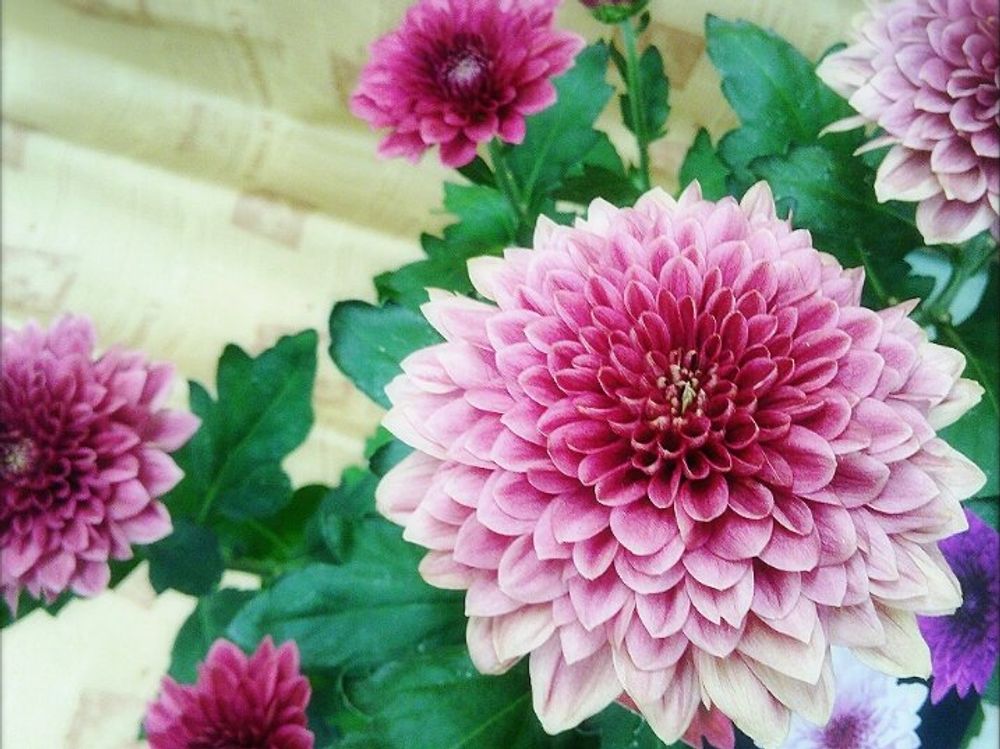 菊(キク)　紅色の花　鉢植え