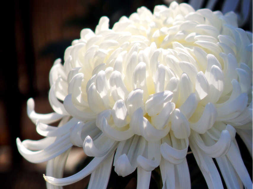 菊(キク)　白い花