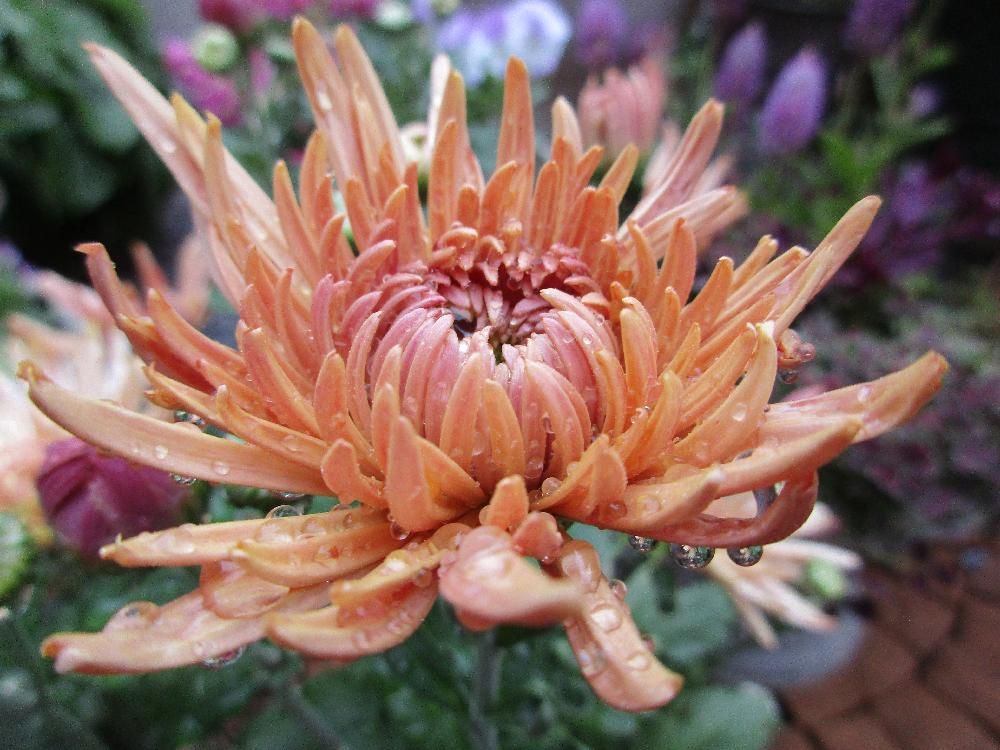 菊(キク)　オレンジ色の花