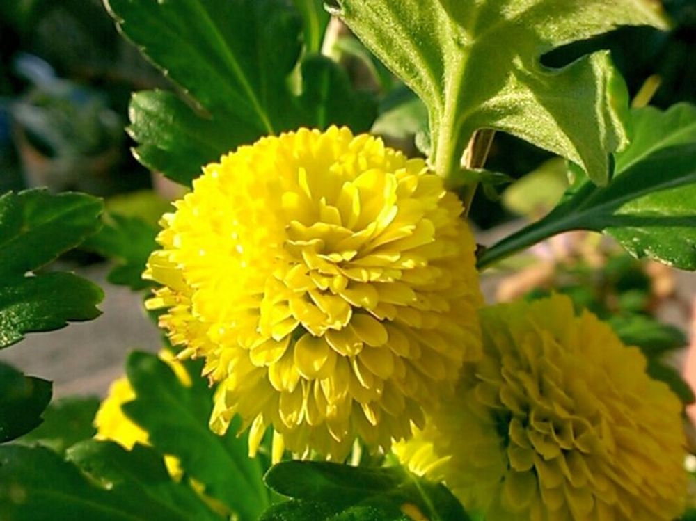 菊(キク)　黄色い花　日差し