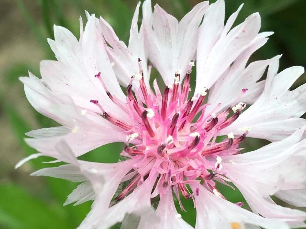 ヤグルマギク(矢車菊)　白い花