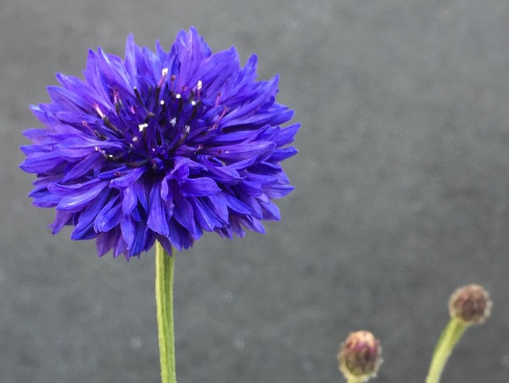 ヤグルマギク(矢車菊)　紫色の花