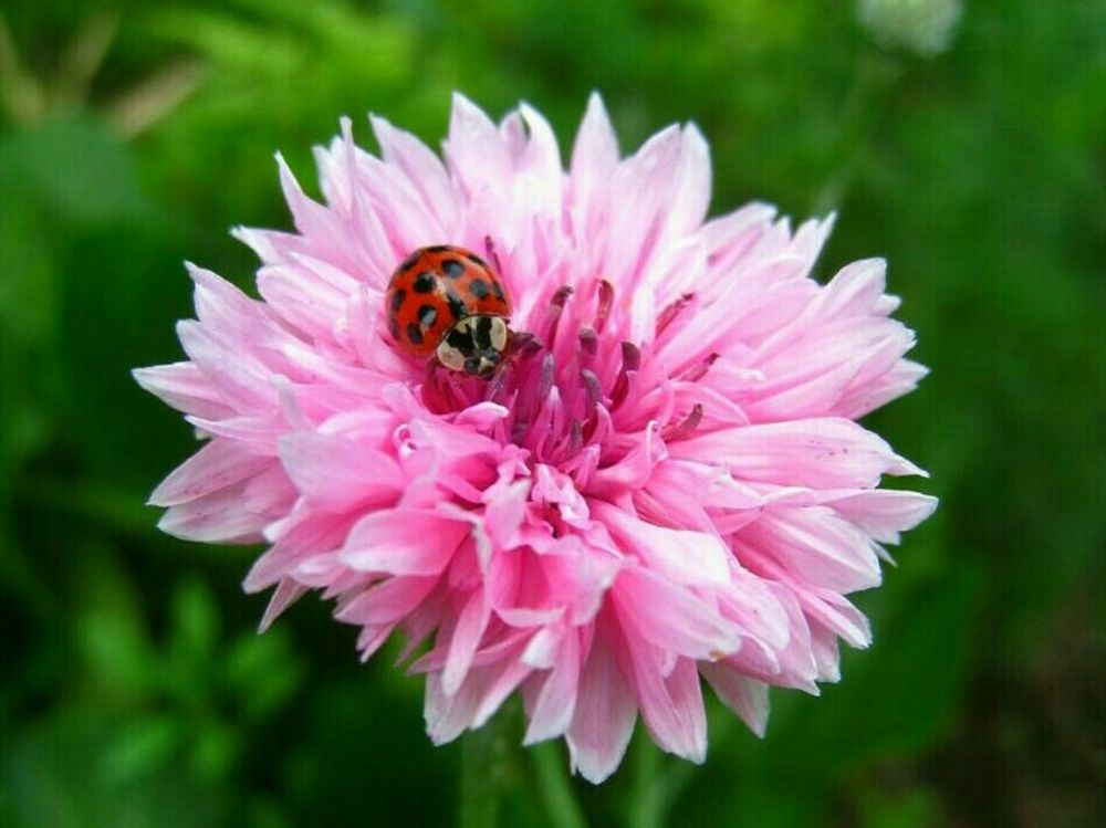 ヤグルマギク(矢車菊)　ピンク色の花　てんとう虫