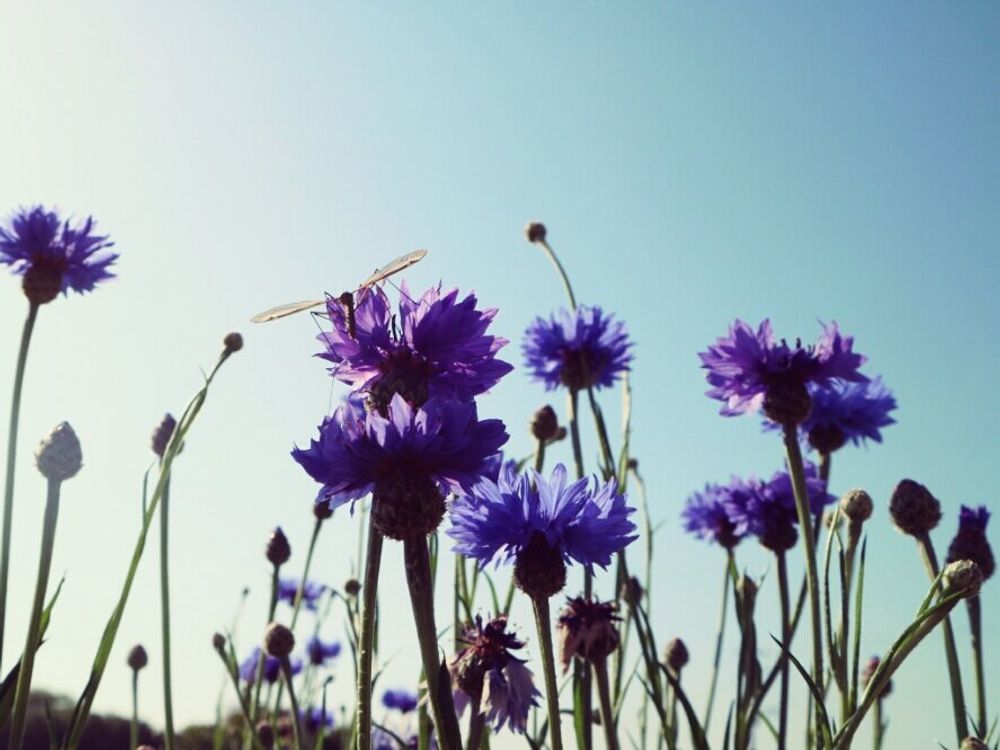 ヤグルマギク(矢車菊)　紫色の花　青空