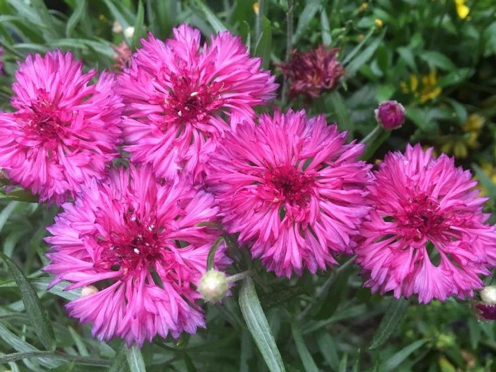 ヤグルマギク(矢車菊)　ピンク色の花