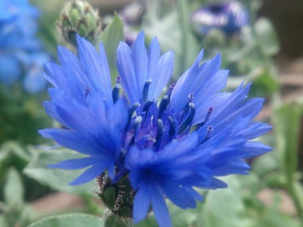 ヤグルマギク(矢車菊)　青い花