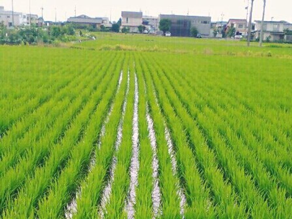 稲(イネ)　田んぼ