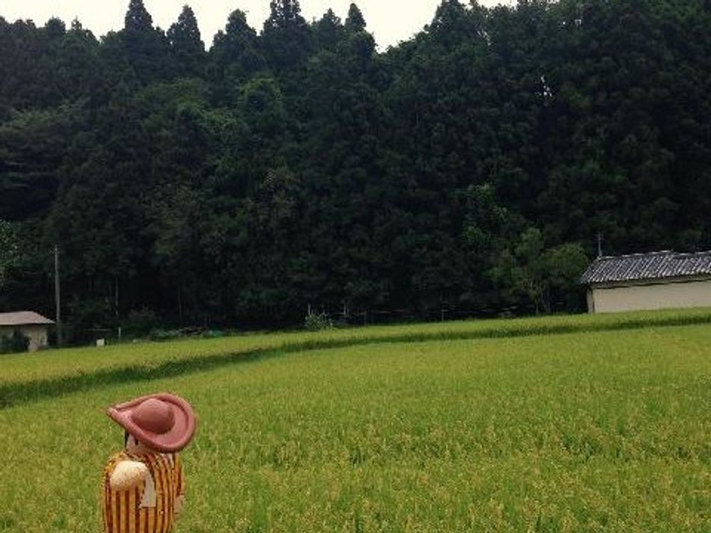 稲(イネ)　田んぼ