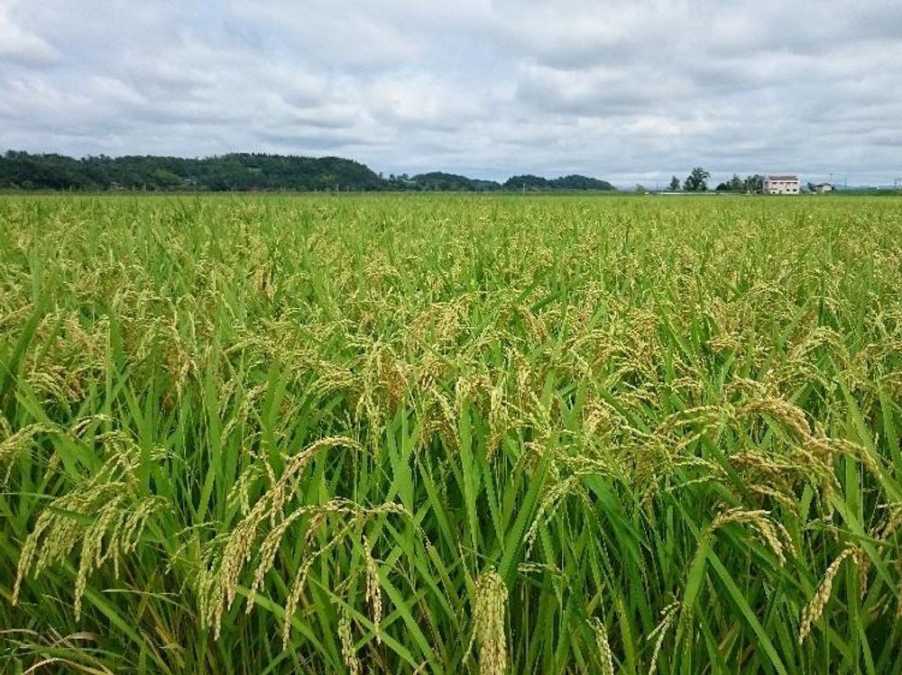 稲(イネ)　田んぼ
