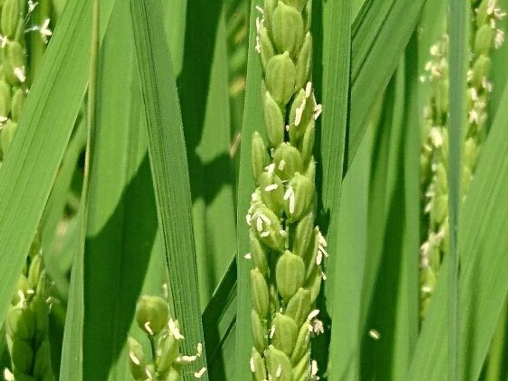 稲(イネ)　花