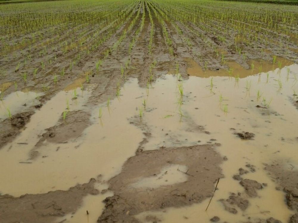 稲(イネ)　田んぼ