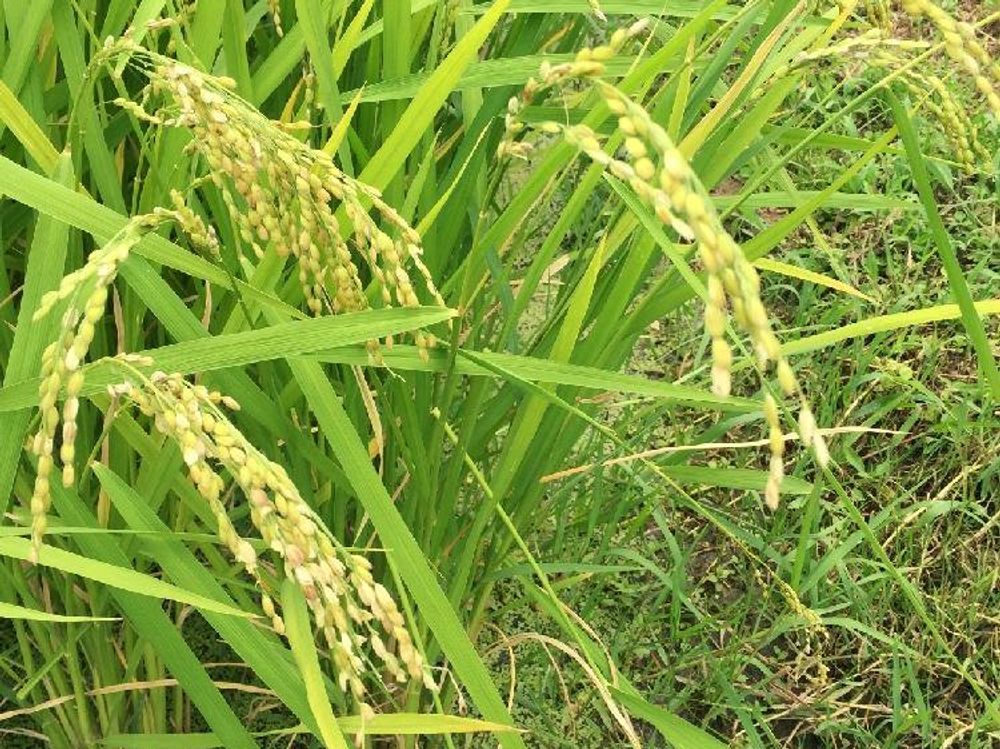 稲(イネ)　垂れる穂