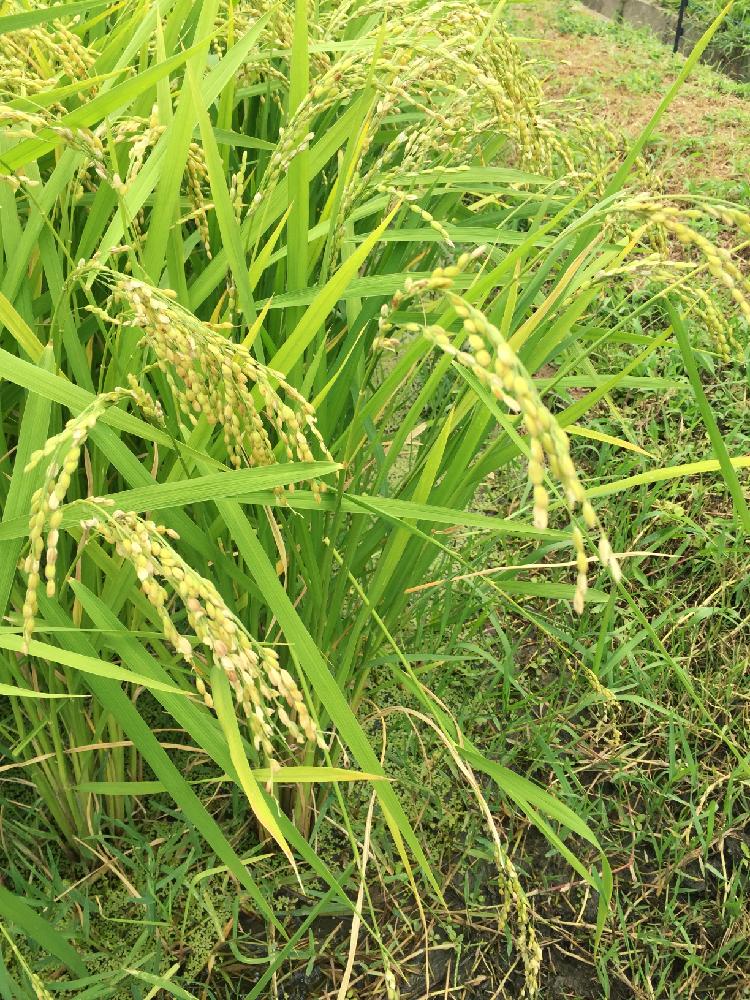稲 イネ の育て方 季節ごとの手入れや収穫方法は Greensnap グリーンスナップ