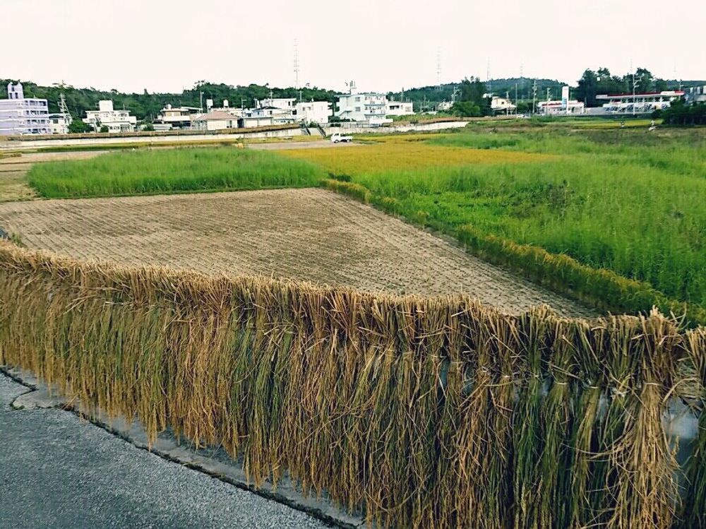 稲(イネ)　田んぼ