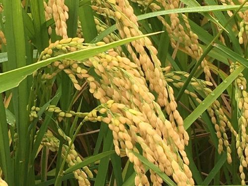稲 イネ の育て方 季節ごとの手入れや収穫方法は Greensnap グリーンスナップ 稲 イネ の育て方 季節ごとの手入れや収穫方法は Greensnap グリーンスナップ