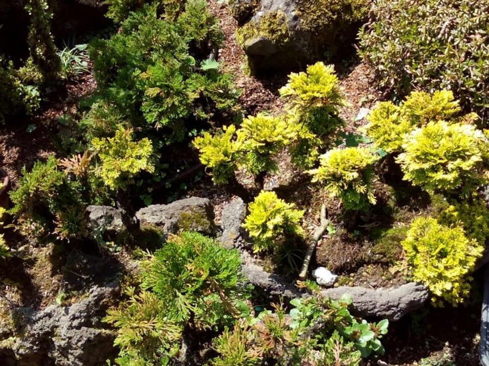 イワヒバ　地植え　黄色い