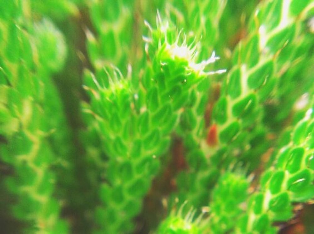 イワヒバ　拡大