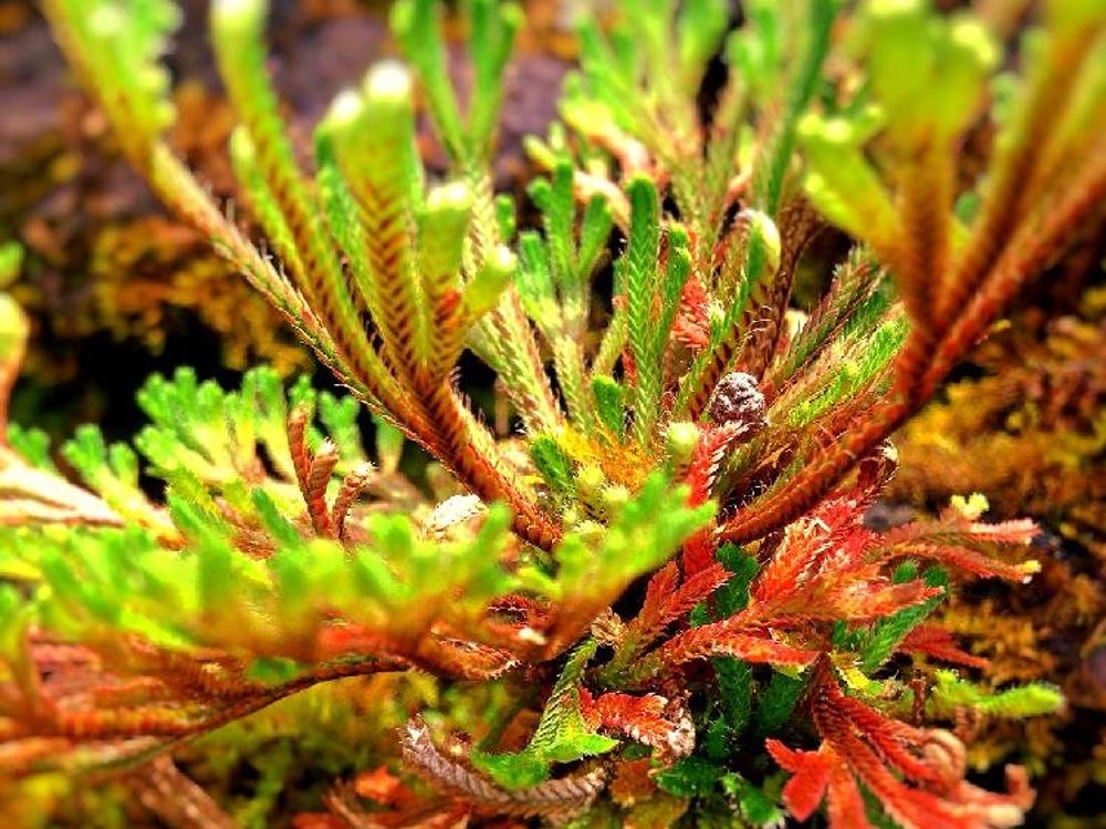 イワヒバ　地植え