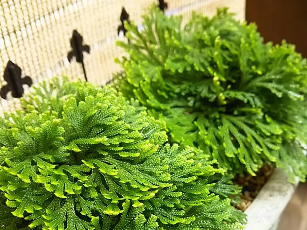 イワヒバ　プランター