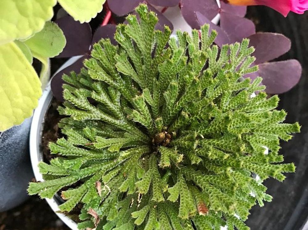 イワヒバ　鉢植え　葉