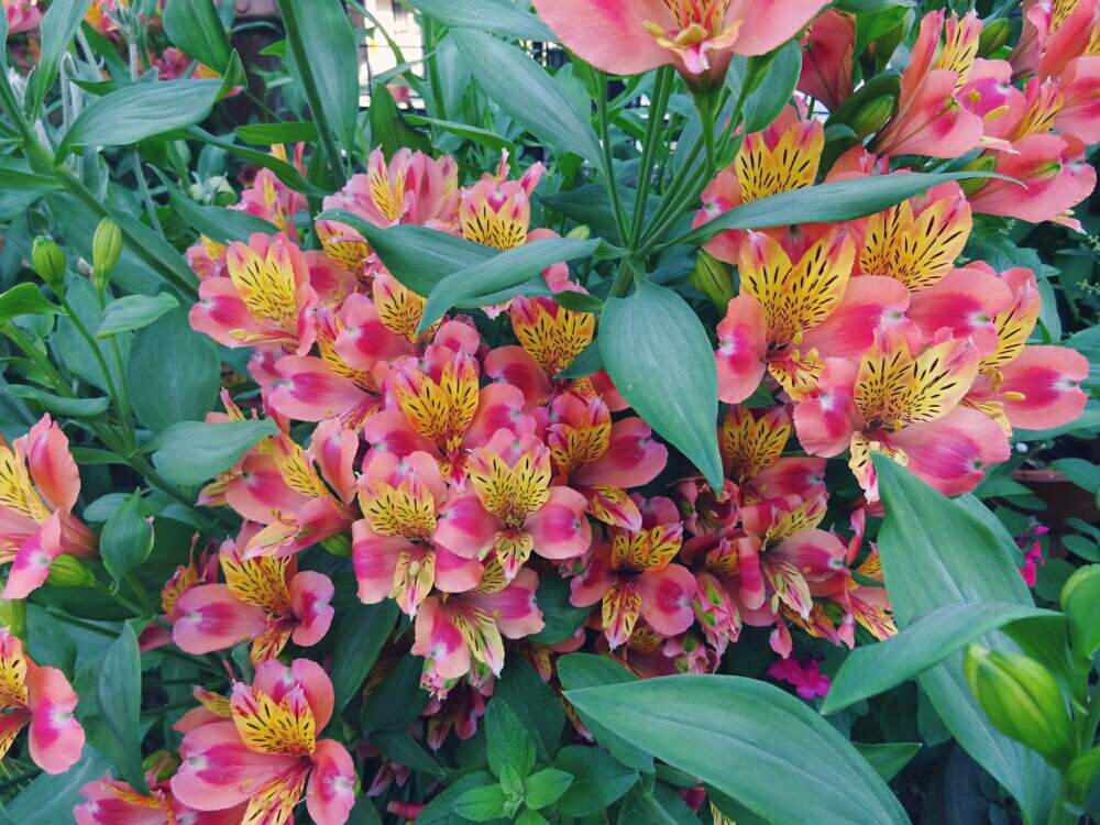 花もちの良さは抜群 絶妙な花色がミックスしている アルストロメリア Greensnap グリーンスナップ