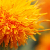 ベニバナといえば、食用油!?　いえいえ、実はアレンジやドライにぴったりの花ですの画像