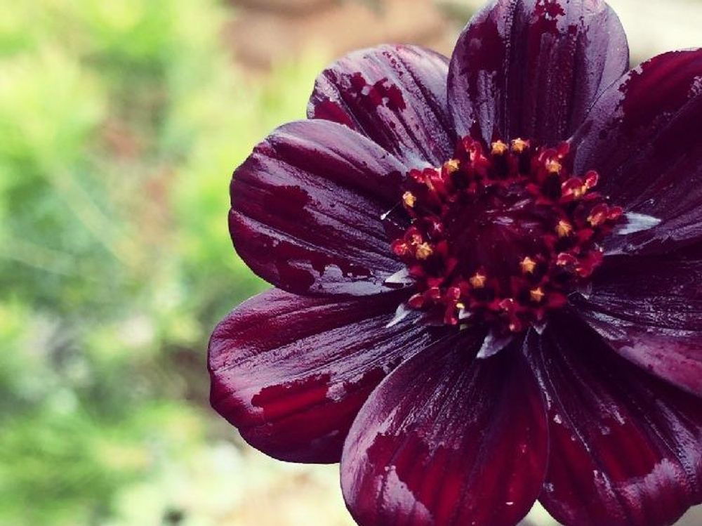 チョコレートコスモス　ワインレッドの花