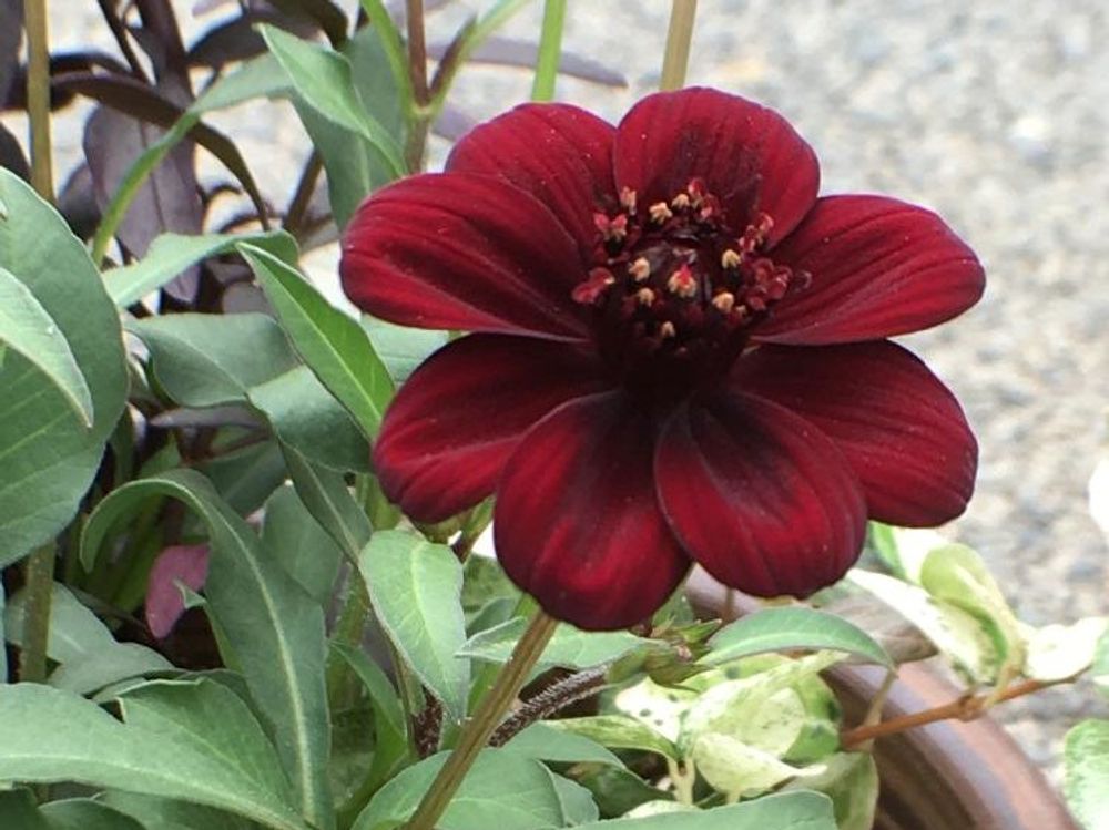 チョコレートコスモス　鉢植え　赤色の花