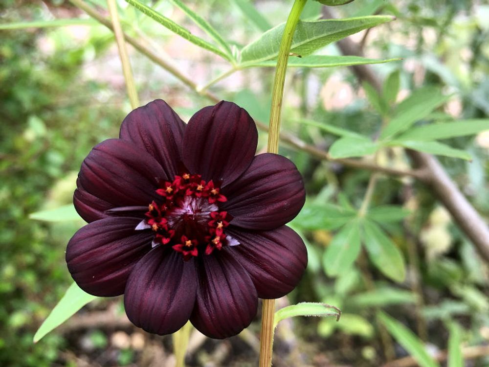 チョコレートコスモス　ワインレッドの花　地植え
